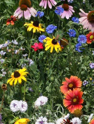 Northeast Wildflower Mix flower seeds
