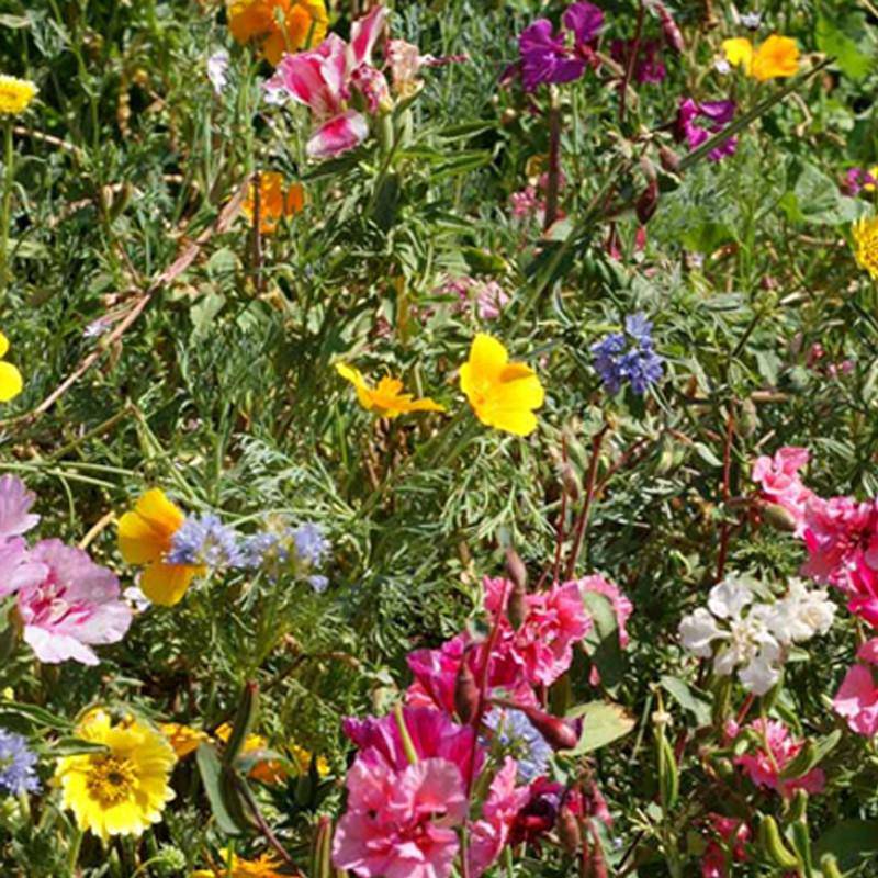 Northwest Wildflower Mix seed packet