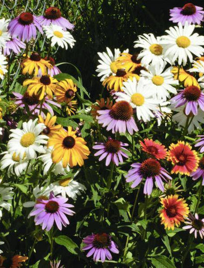 Perennial Wildflower Mix flower seeds