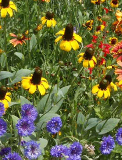 Southeast Wildflower Mix garden seeds
