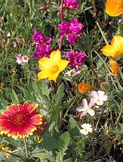 Southwest Wildflower Mix seed packet
