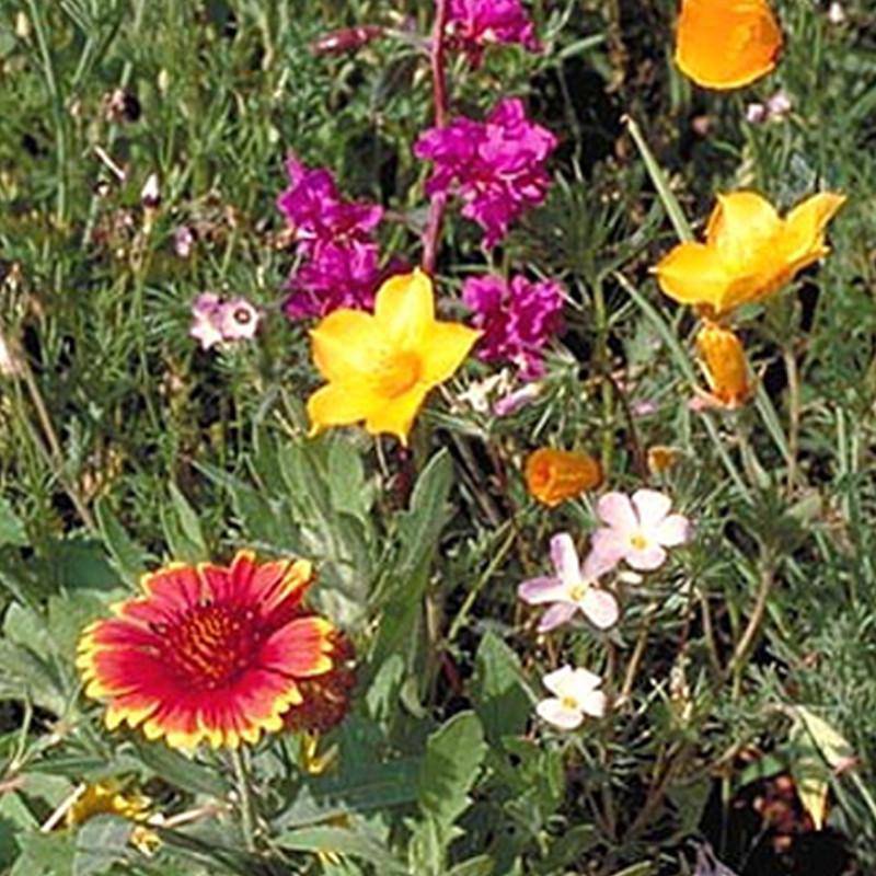 Southwest Wildflower Mix seed packet