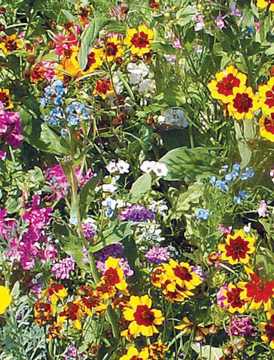 Sunny Wildflower Mix flower seeds