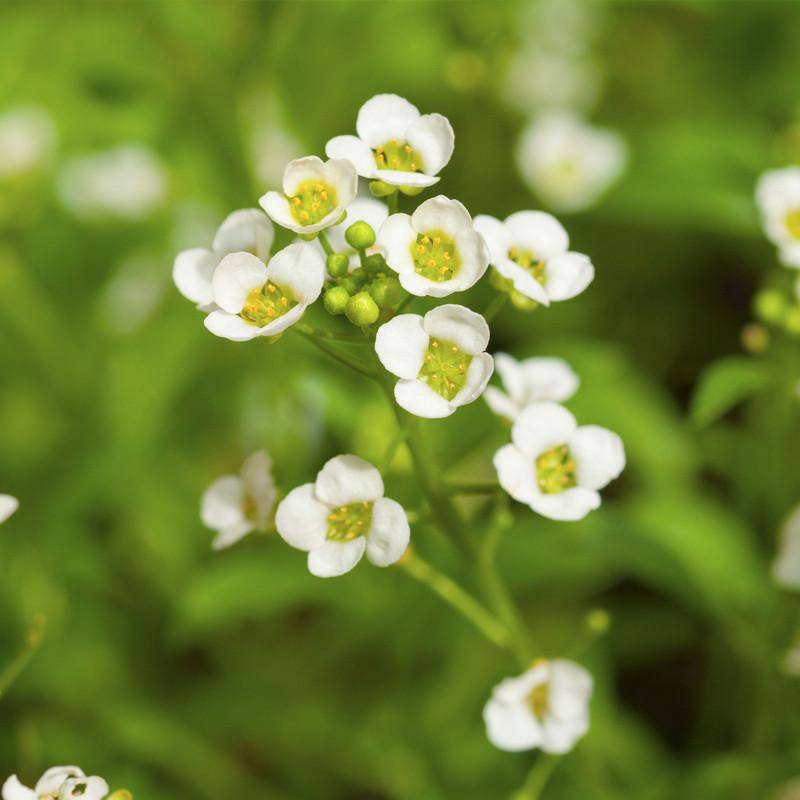 Alyssum garden seeds