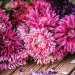 Aster Crego Mixed Colors Seed - Bentley Seeds