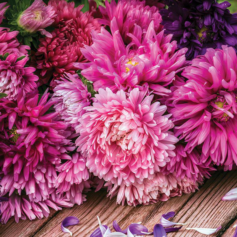 Aster, Crego seed packet