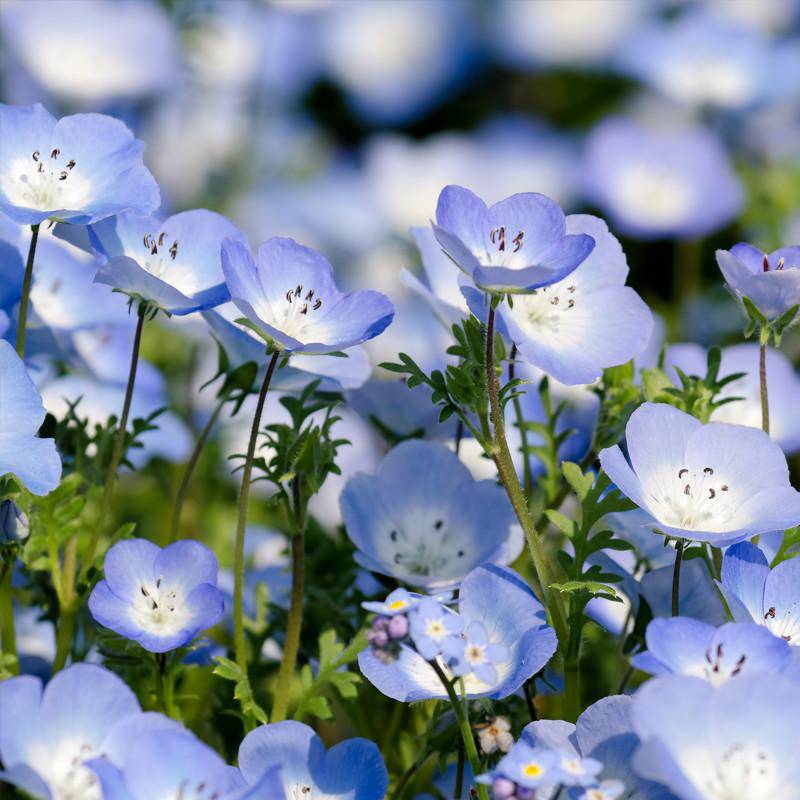 Baby Blue Eyes Seed seed packet