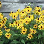 Black-Eyed Susan Seed Packets seed packet