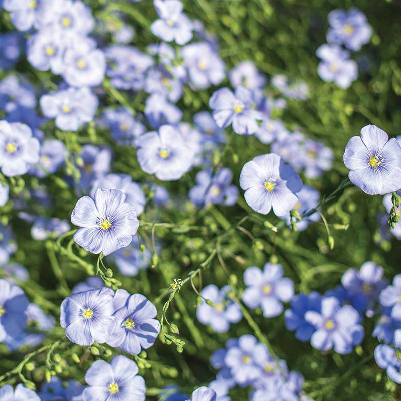 Blue Flax Seed garden seeds