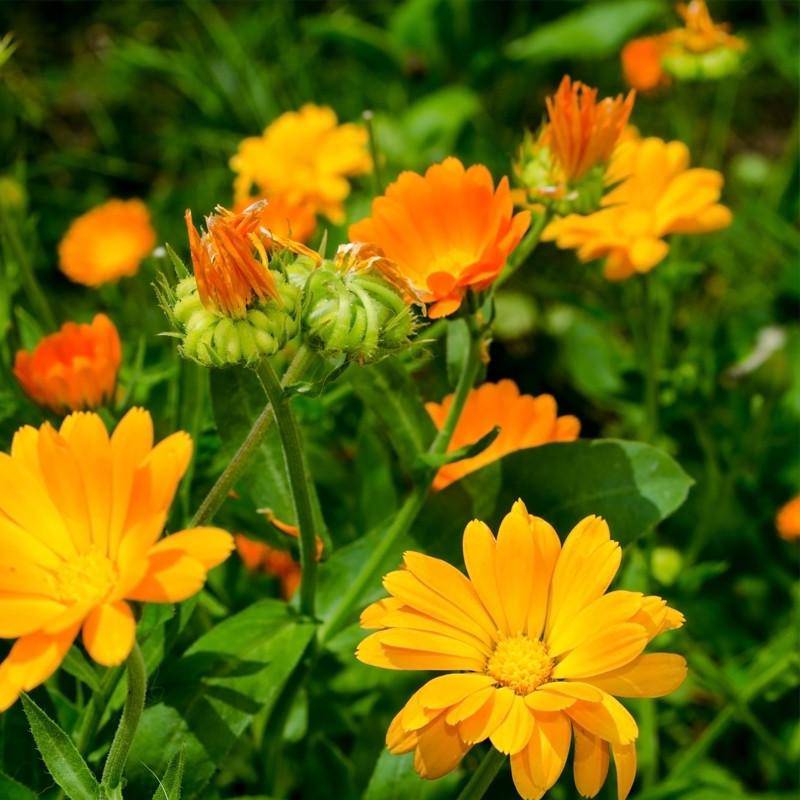 Calendula seed packet