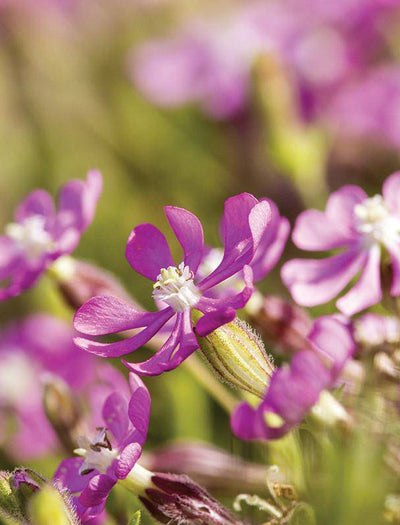 Catchfly Seed seed packet