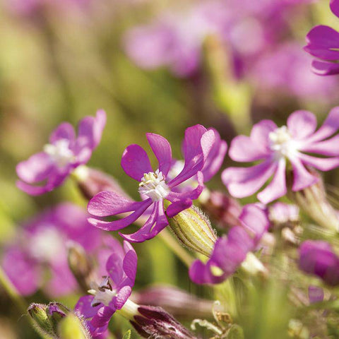 Catchfly Seed - Bentley Seeds