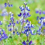 Chinese Houses Seed garden seeds