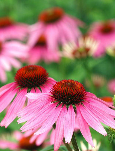 Purple Coneflower (Echinacea) flower seeds