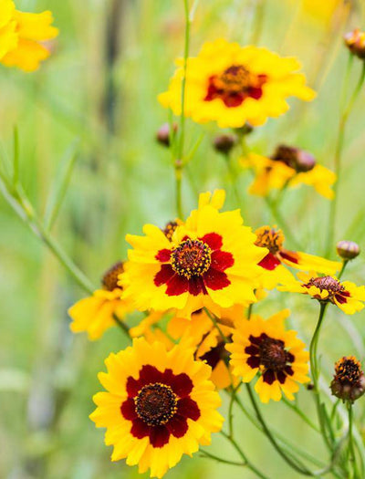 Coreopsis flower seeds