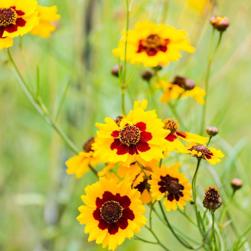 Coreopsis flower seeds