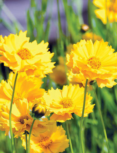 Coreopsis seed packet