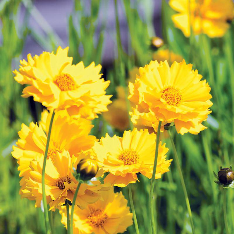Coreopsis seed packet