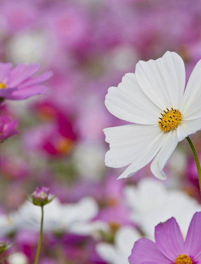 Cosmos, Sensation flower seeds