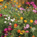 Old Fashion Wildflower Mix (Bulk) - Bentley Seeds