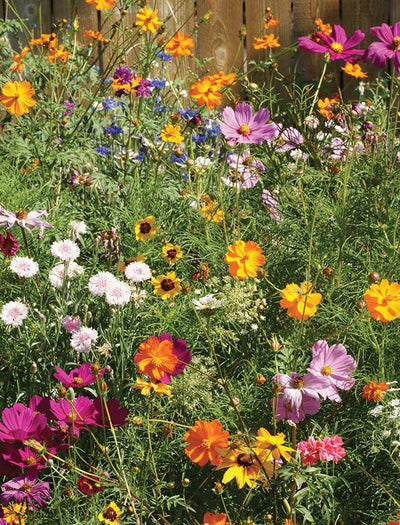 Countryside Bird & Butterfly Wildflower Mix garden seeds