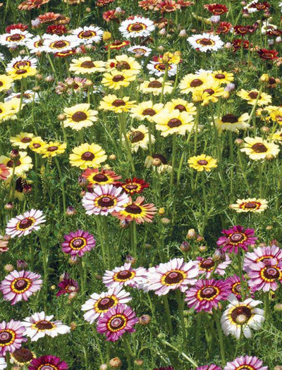 Daisy, Painted flower seeds