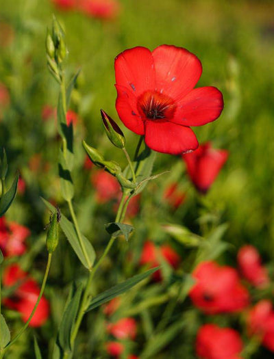 Flax flower seeds