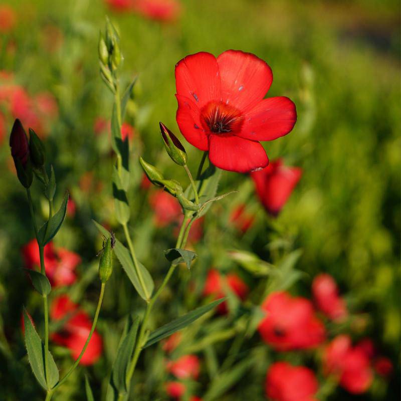 Flax flower seeds