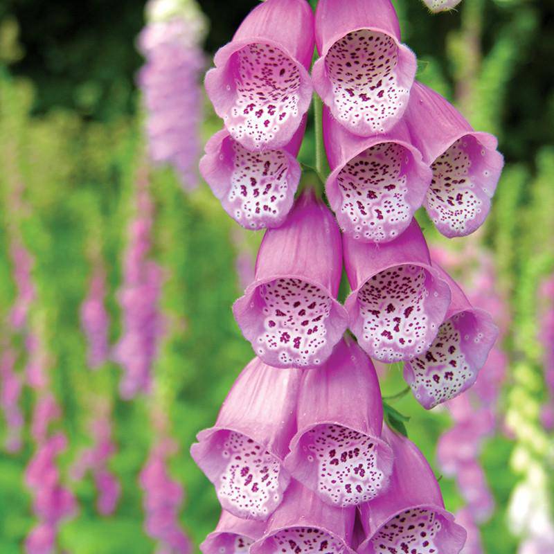 foxglove seed pods