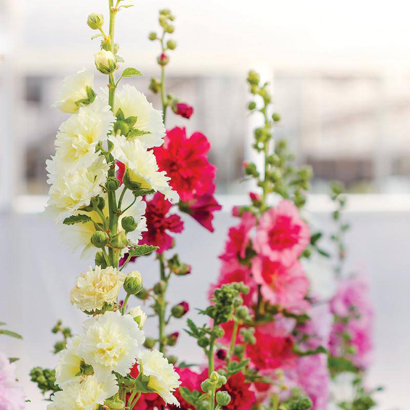 Hollyhock garden seeds