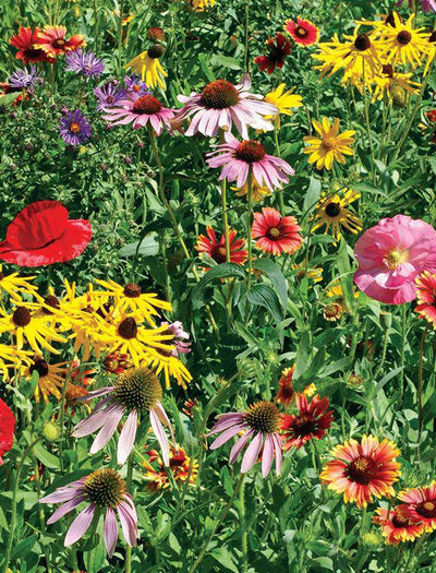 Low Maintenance Flower Mix Seed garden seeds