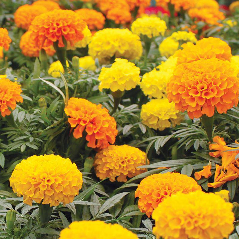 Marigold Crackerjack Mixed Colors Seed - Bentley Seeds