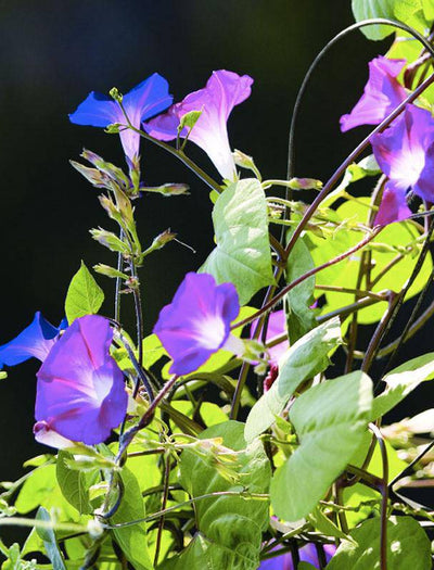 Morning Glory garden seeds