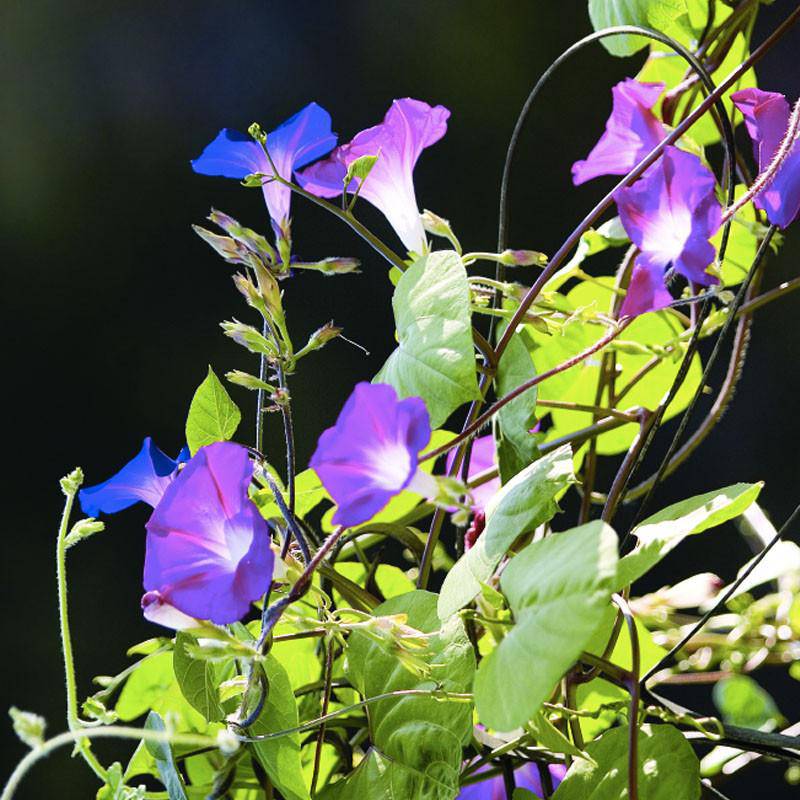 Morning Glory garden seeds