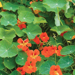 Nasturtium, Jewel Mixed Color Seed Packets seed packet