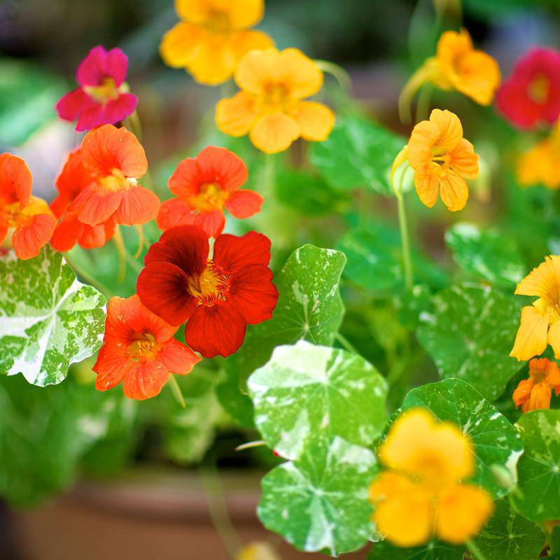 flower seeds nasturtium Nasturtium, Jewel Mixed Color Seed Packets