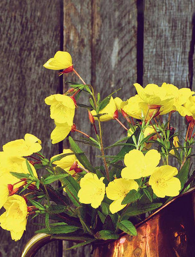 Primrose garden seeds