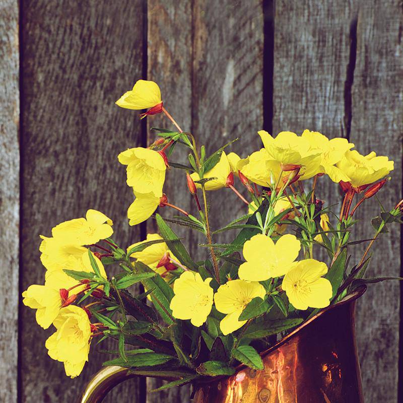 Primrose garden seeds