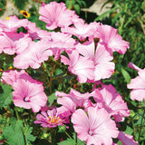 Rose Mallow Seed - Bentley Seeds