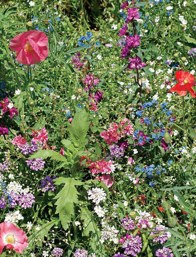 Shade Wildflower Mix seed packet