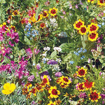 Sun Wildflower Mix - Bentley Seeds