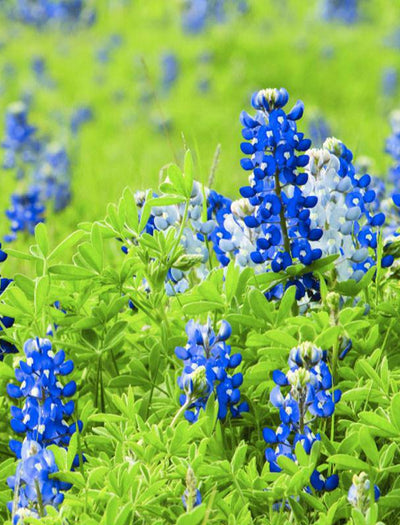 Texas Blue Bonnet seed packet