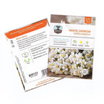 White Yarrow Seed flower seeds