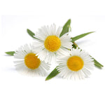 Chamomile Seed - Bentley Seeds