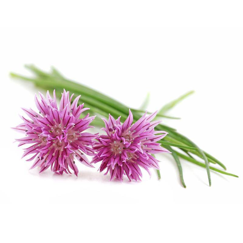 Bentley Seeds Chives Seeds - Thumbnail 2