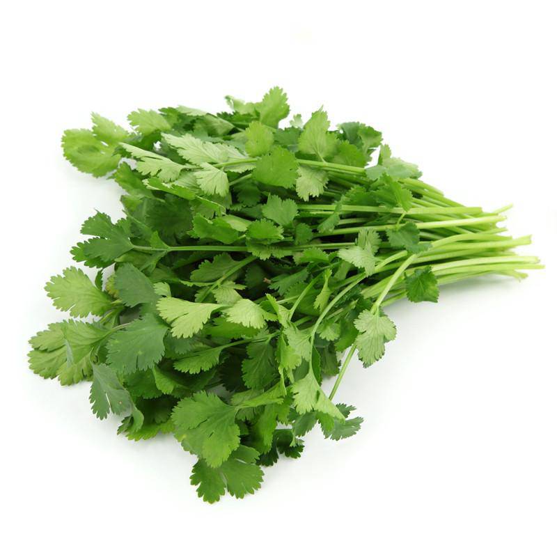 Cilantro, Coriander flower seeds