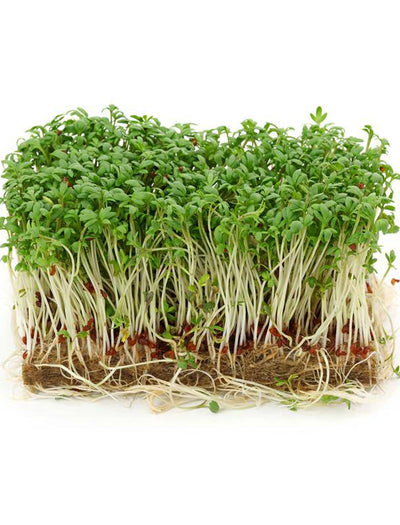 Cress, Curled seed packet