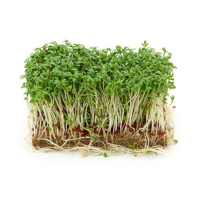 Cress, Curled seed packet