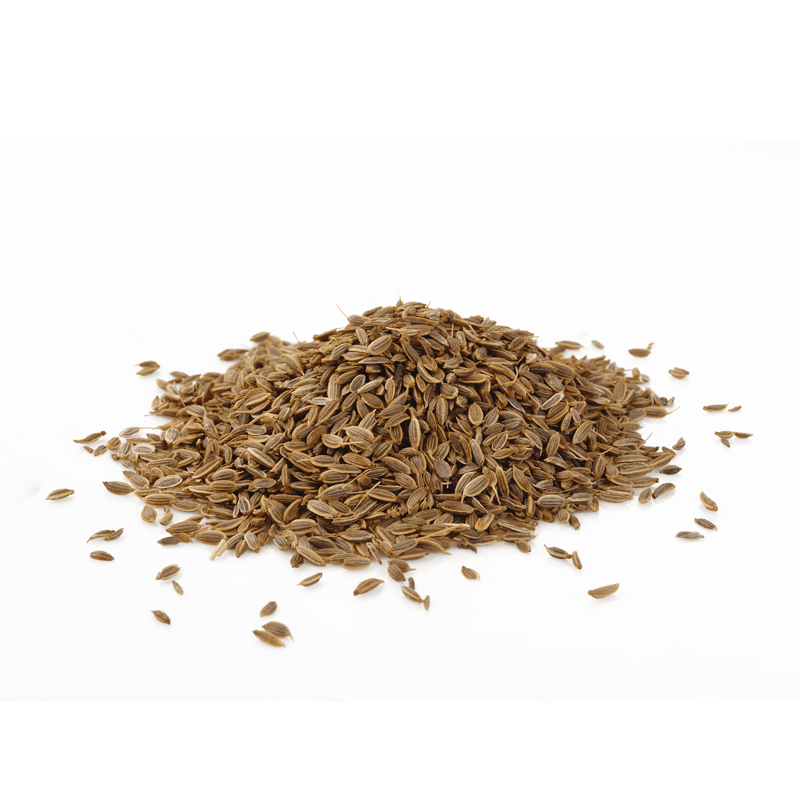 Dill, Long Island Mammoth Seed Packets | Bentley Seeds