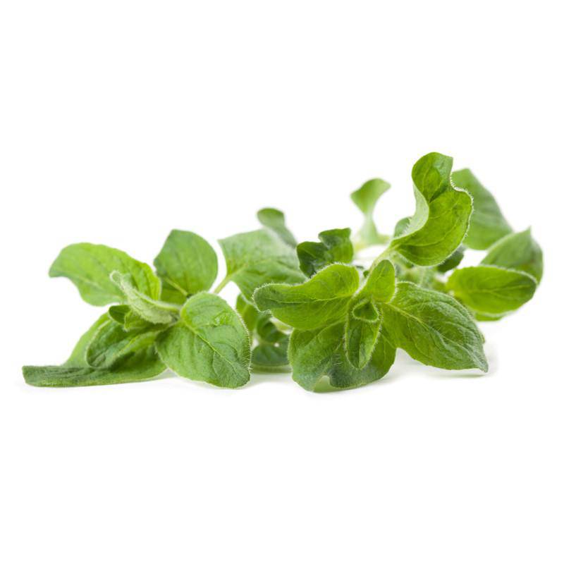 Oregano Seed Packets seed packet